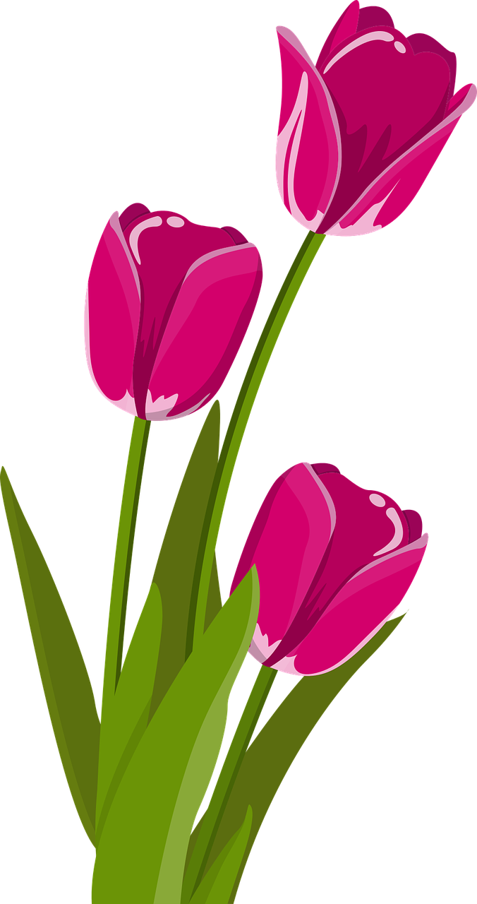 tulips-2923492_1280.png